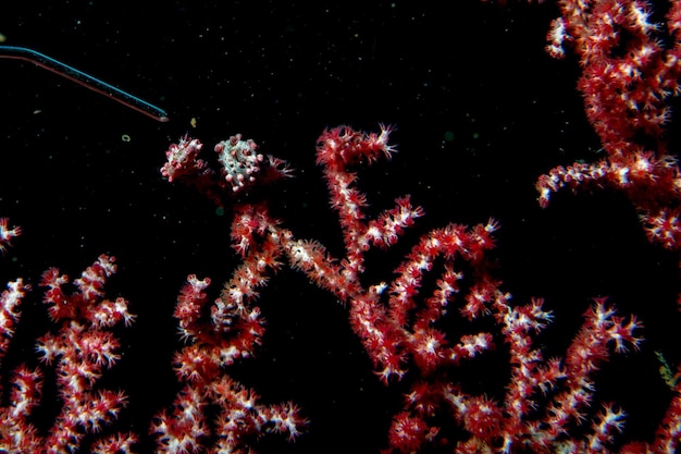 Żółty Bargibanti Pigmy Sea Horse w Tulamben Bali