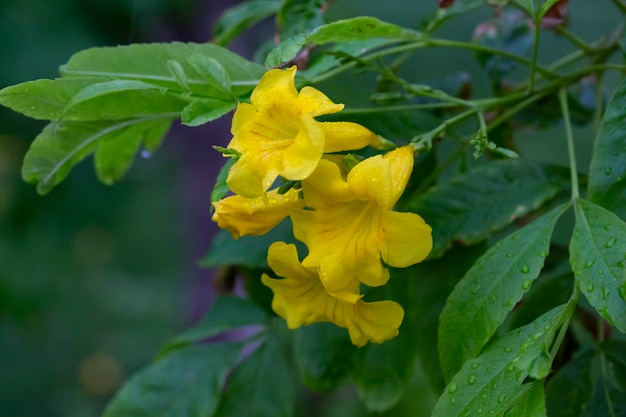 Żółty bez, nazwa naukowa Trumpetbush: Tecoma kwitnie piękne żółte kwiaty. piękne naturalne tło kwiatowe