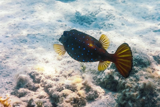 Żółty boxfish Ostracion cubes Pod wodą