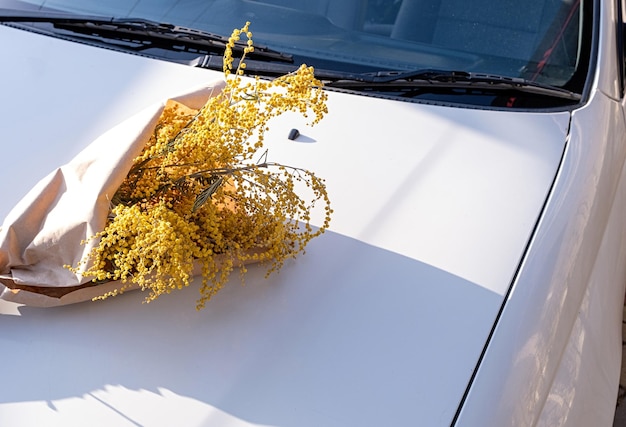 Żółty bukiet kwiatów mimozy na białej masce samochodu