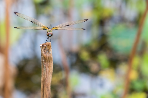 żółty dradonfly na drzewie suchej gałęzi