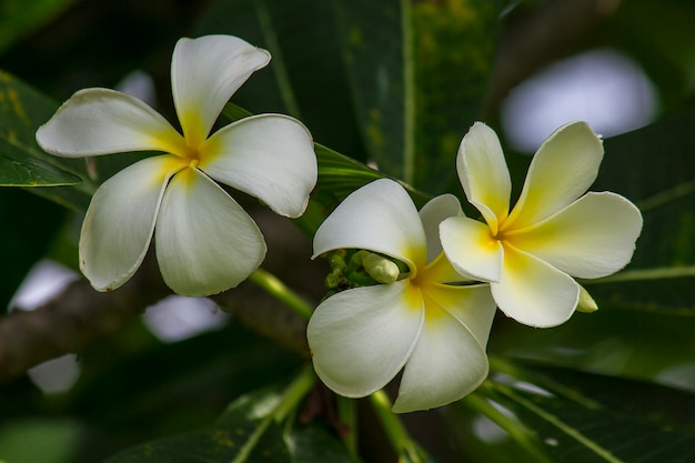 Żółty Frangipani, który kwitnie w przyrodzie