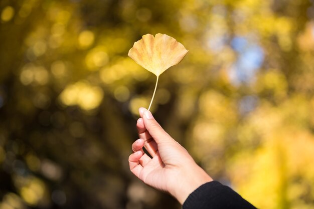 Żółty Ginkgo Pozostawia Pod Ręką