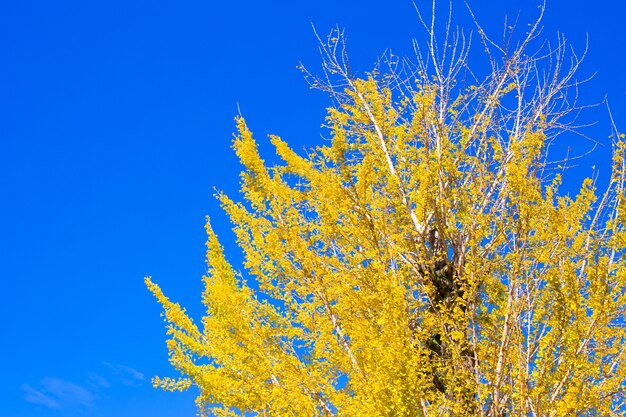 Żółty Ginko drzewo z niebieskim niebem w Japonia