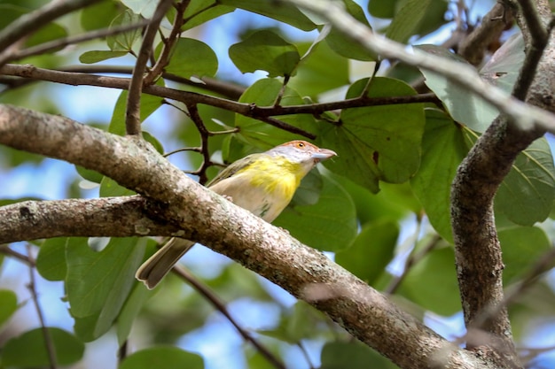Żółty i biały ptak siedzi na gałęzi drzewa.
