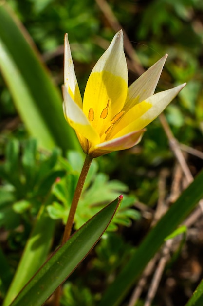 Żółty i biały tulipan Tarda kwitnący w ogrodzie na naturalnym tle
