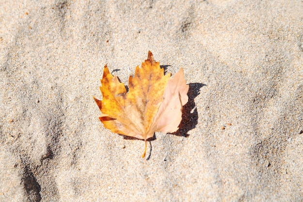 Żółty jesień liść na piasku. Jesień na plaży