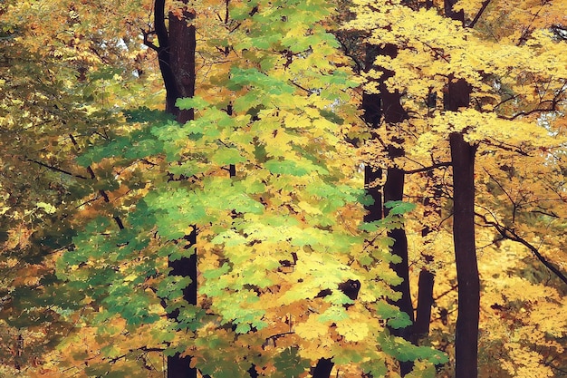 żółty jesienny krajobraz leśny / piękne drzewa z żółtymi liśćmi w lesie, krajobraz październikowa jesień, sezonowy krajobraz