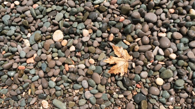 Żółty jesienny liść klonu na kamienistej plaży nadchodzi również jesień nad morzem