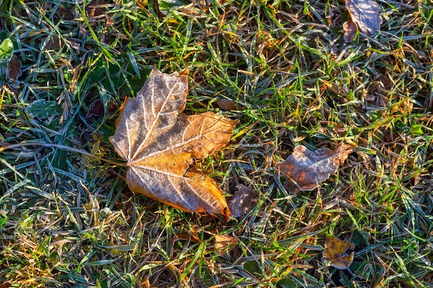 Żółty jesienny liść klonu pokryty pierwszym przymrozkiem na ziemi w zielonej trawie w świetle słońca.