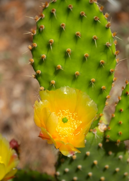 Żółty Kaktus Opuncja Opuncja Kwitnie W Doniczce W Grecji W Słoneczny Dzień