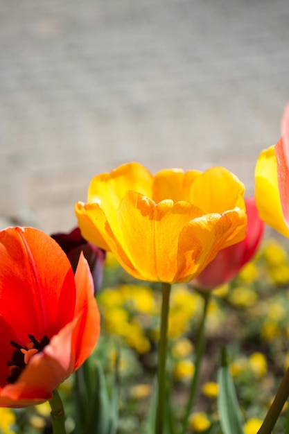 Żółty kolor tulipanów w naturze