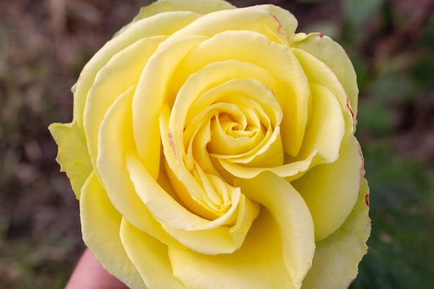 żółty kolorowy kwiat róży z bliska