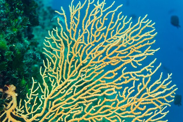 Żółty koral gorgonii na adriatyckiej wyspie Pag