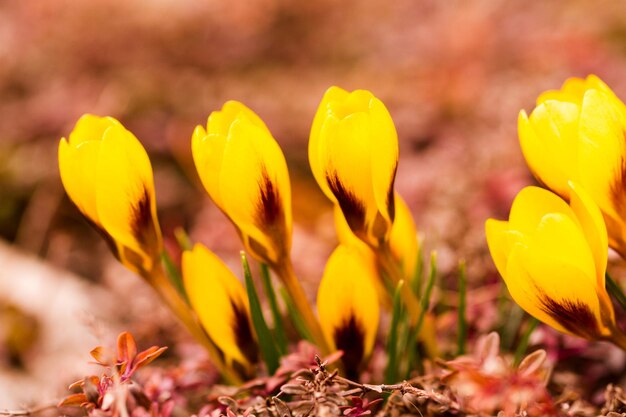 Żółty Krokus W Wiosennym Ogrodzie.