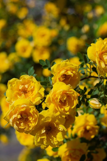 Żółty krzew dzikiej róży kwitnący w słoneczny dzień
