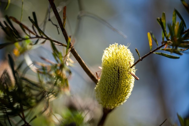 Żółty kwiat Banksia w tasmanii w australii