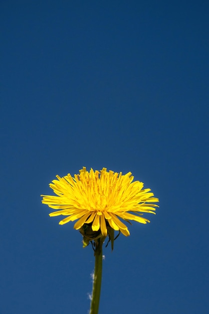 Żółty kwiat dandelion na tle błękitnego nieba przeznaczone do walki radioelektronicznej fotografii