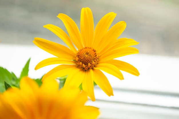 Żółty kwiat heliopsis na oknie Piękny heliopsis Duże żółte kwiaty