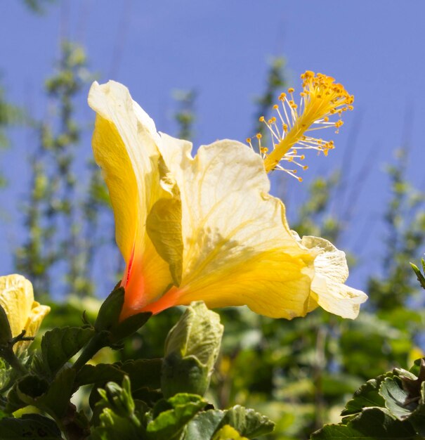 Żółty kwiat hibiskusa na tle błękitnego nieba Closeup Nature background