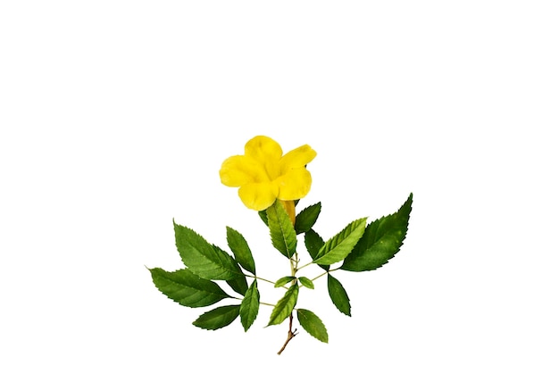 Żółty kwiat i zielony liść odizolowywający na białym tle z ścieżką