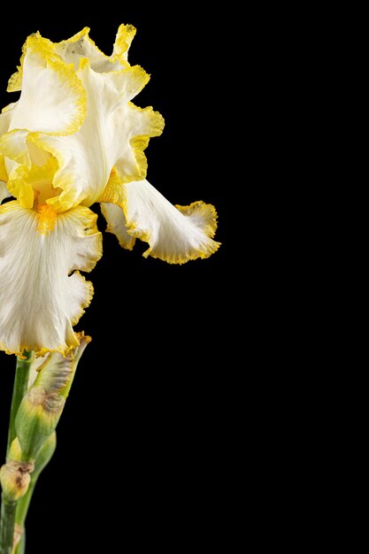 Zdjęcie Żółty kwiat irysa odizolowywający na czarnym tle
