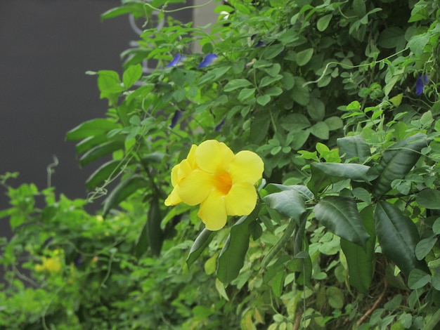 Żółty kwiat jest pośrodku krzaka.
