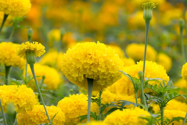 żółty kwiat nagietka