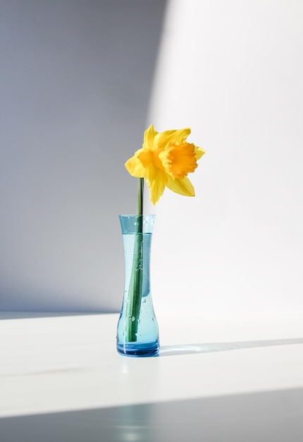 Żółty kwiat narcyza lub żonkil w niebieskim szklanym wazonie na białym tle