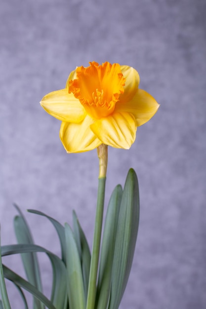 Żółty Kwiat Narcyza żonkile W Doniczce Na Tle śniegu Wiosna Koncepcja Wielkanoc Istnieje A