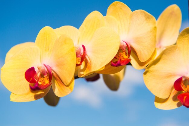 Żółty kwiat orchidei na tle błękitnego nieba. Kwiat orchidei Phalaenopsis. Tle kwiatów.