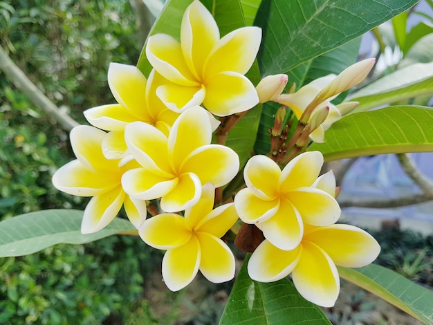 Zdjęcie Żółty kwiat plumeria