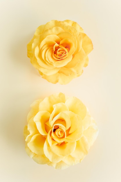 Żółty kwiat róży na beżowym tle płaski widok z góry