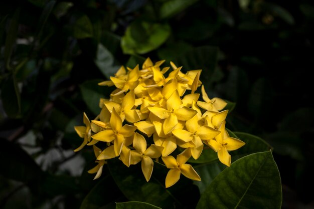 Zdjęcie Żółty kwiat soka ixora coccinea geranium dżunglowe gatunek z rodziny rubiaceae