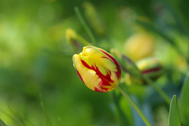żółty kwiat tulipana na wiosnę