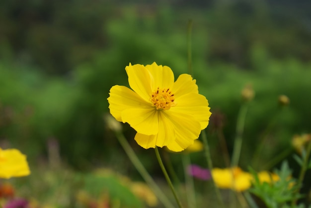 Żółty kwiat w ogrodzie