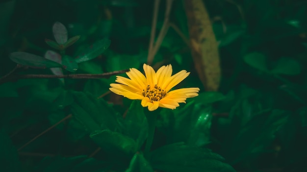 Żółty kwiat w zielonej trawie