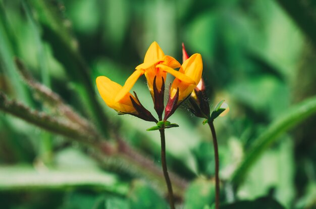 Żółty kwiat z rodzaju Lotus sp. Concept Wild Flora.