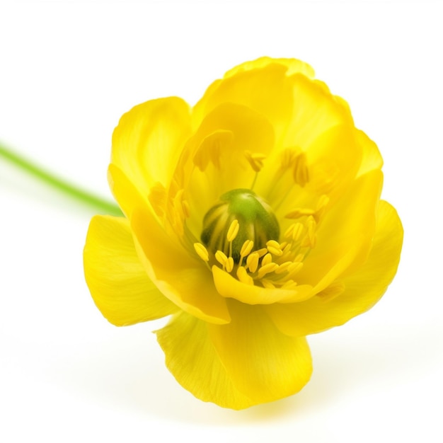 Zdjęcie Żółty kwiat z zielonym łodygą na białym tle z białym tłem generatywny ai