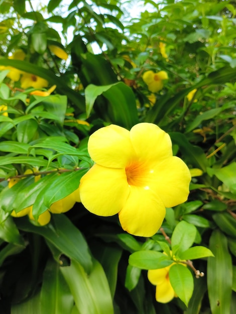 Żółty kwiat z żółtym środkiem znajduje się pośrodku krzaka.