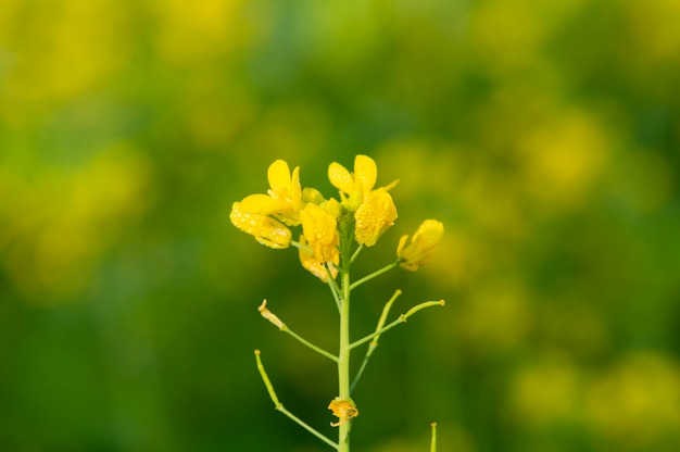 Żółty kwiat ze słowem canola