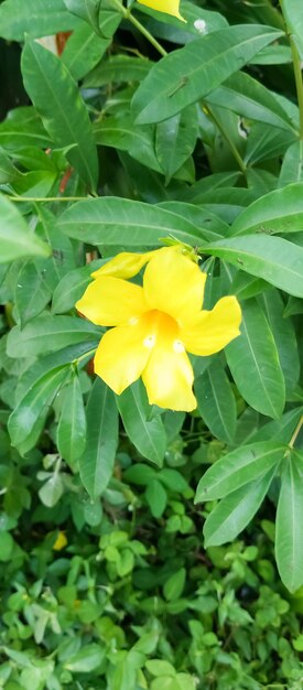 Zdjęcie Żółty kwiat ze słowem