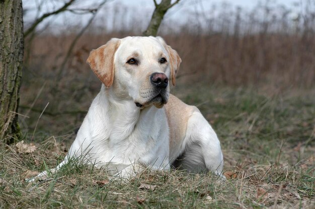 Zdjęcie Żółty labrador retriever leżący w trawie