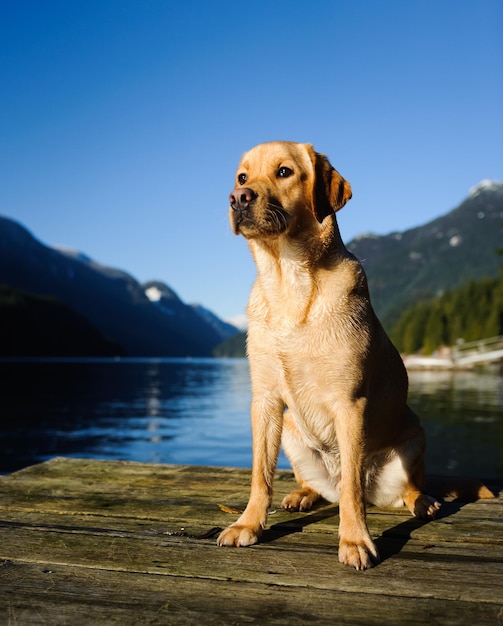 Żółty labrador retriever na drewnianej tratwie