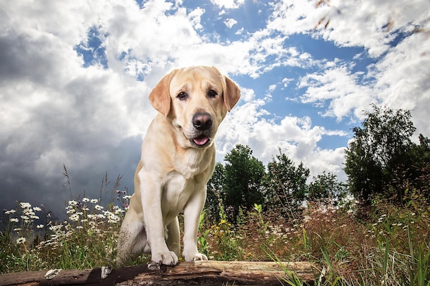 Żółty Labrador Retriever na zielonej leśnej łące