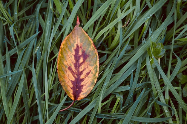 żółty liść drzewa jesienią w naturze, kolory jesieni