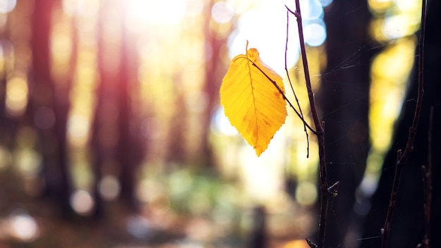 Żółty liść na drzewie w jesiennym lesie w słoneczny dzień