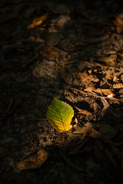 Żółty Liść Na Ziemi Drzewa, Na Tle Innych Pomarańczowych, żółtych I Zielonych Liści I Drzew W Tle Jesień Forest.autumn. Piękne Artystyczne światło O Zachodzie Słońca. Zamknij Się.