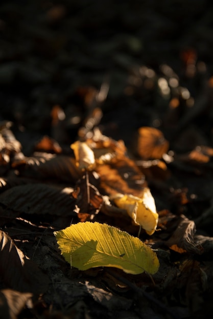 Żółty liść na ziemi drzewa, na tle innych pomarańczowych, żółtych i zielonych liści i drzew w tle jesień forest.autumn. Piękne artystyczne światło o zachodzie słońca. Zbliżenie