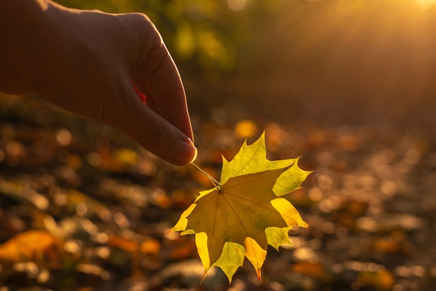 Żółty liść w ręce kobiety w słonecznych promieniach. Jesienny nastrój.